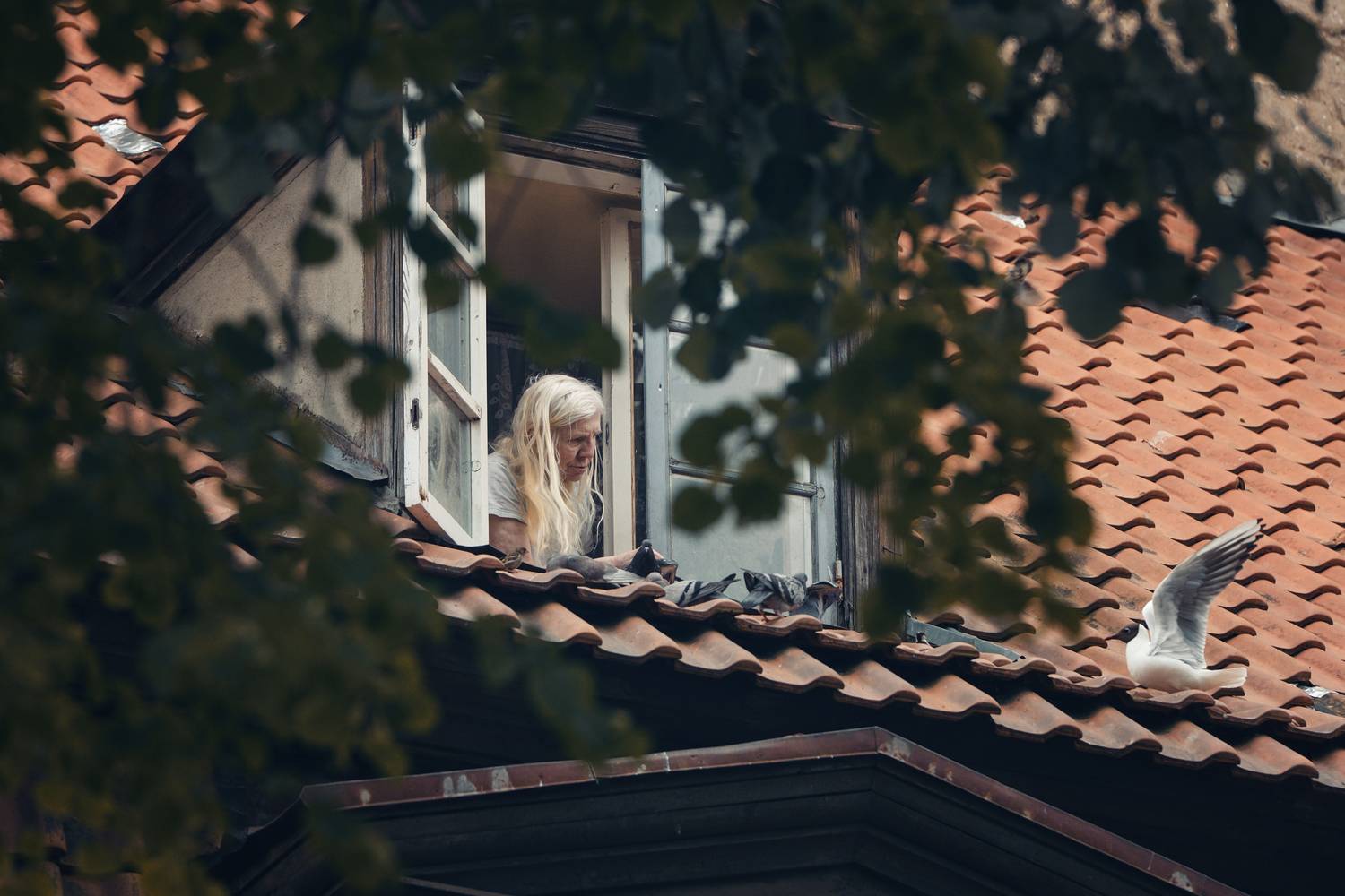 графиня, пожилая женщина, птицы, мансарда, рига, старинный дом, Вьюшкин Игорь