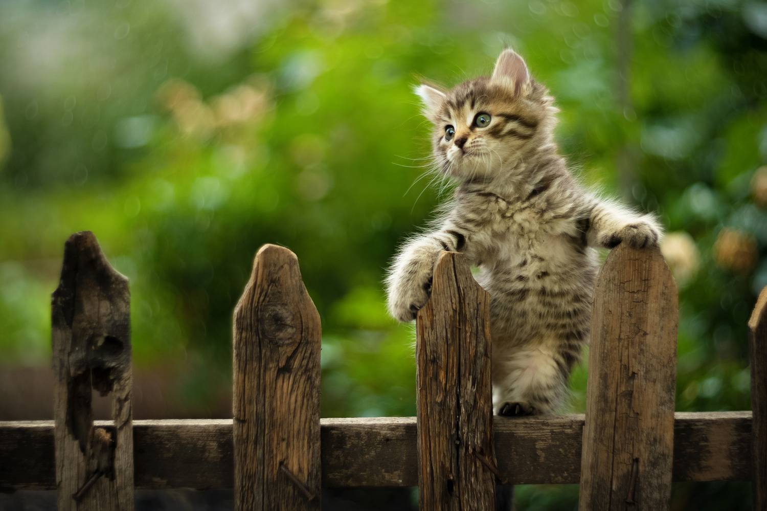 , Коротун Юрий