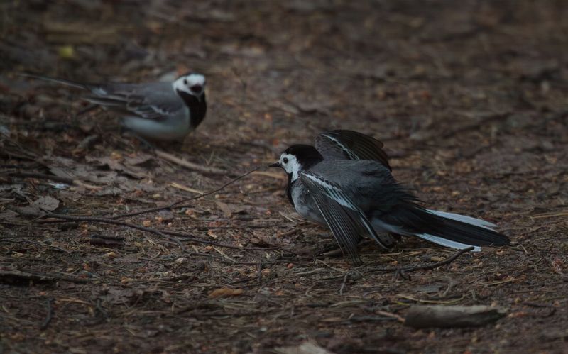 Flamenco (в трясогусочном исполнении) фото превью