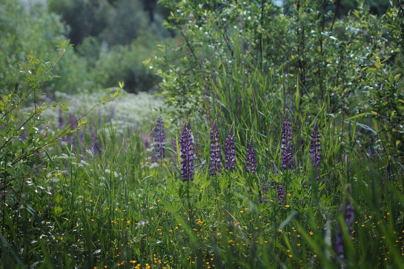 Люпиновое благолепие фото превью