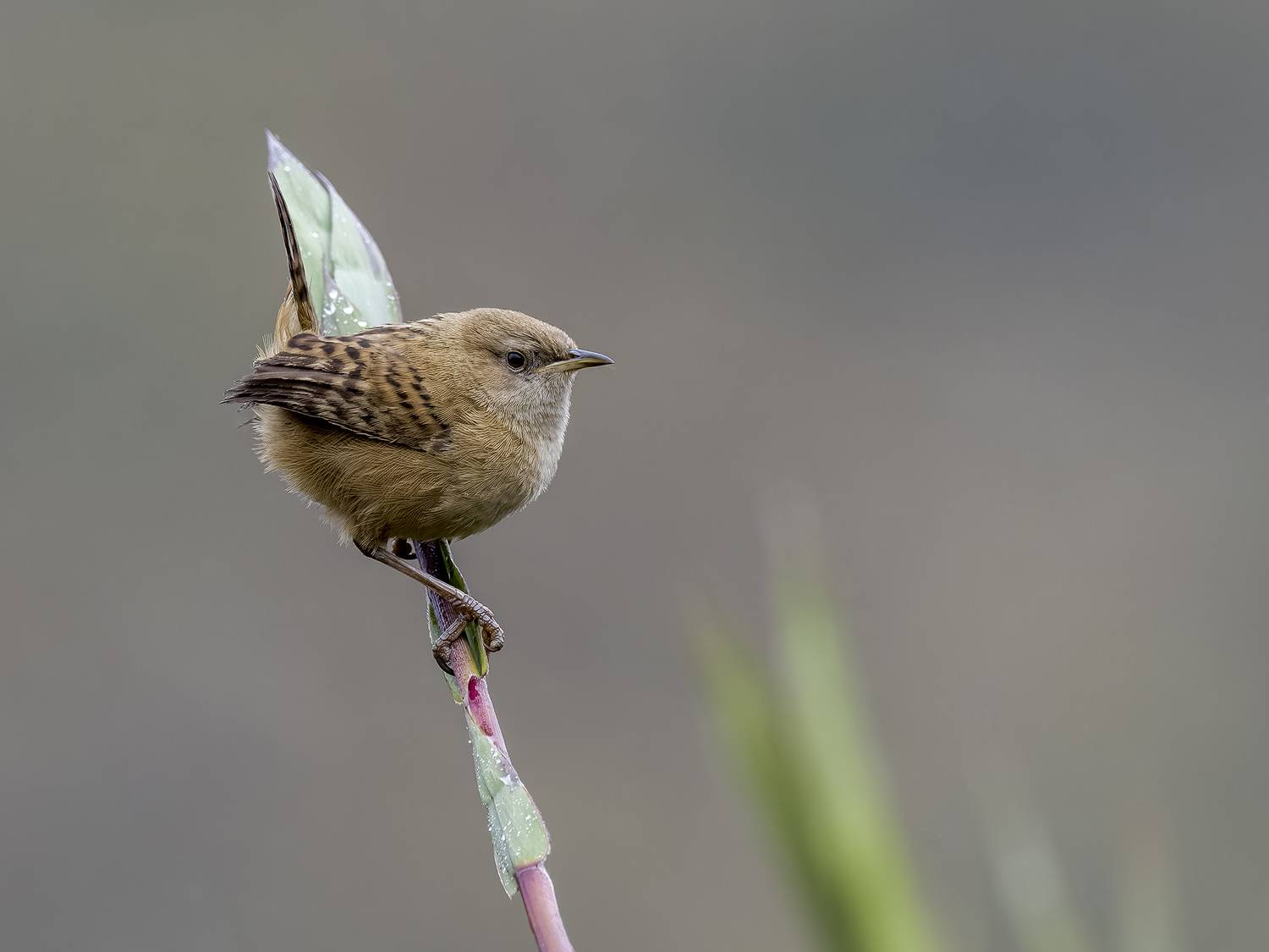 , Burgalin Sequeira Fernando
