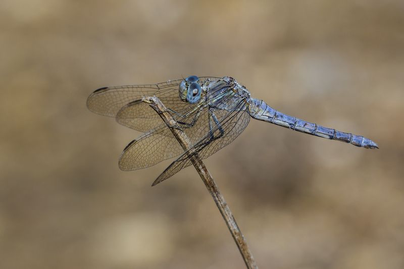 Libellula vibrans. фото превью
