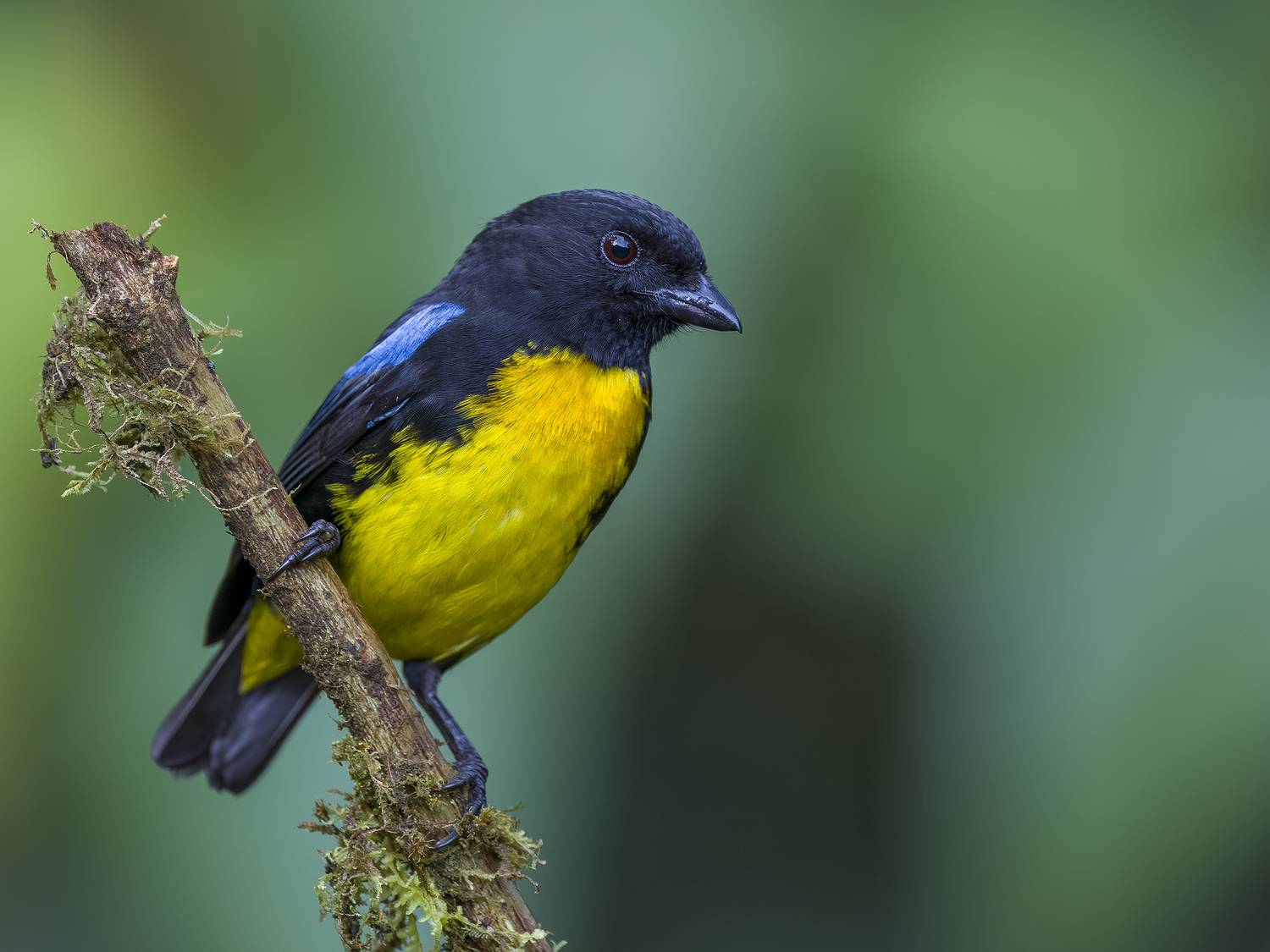 , Burgalin Sequeira Fernando