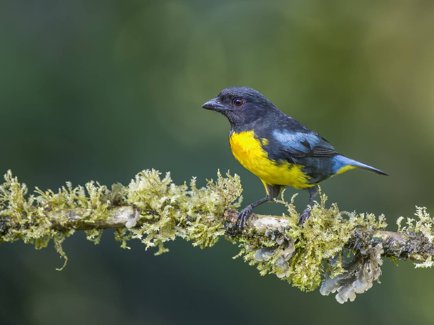 , Burgalin Sequeira Fernando