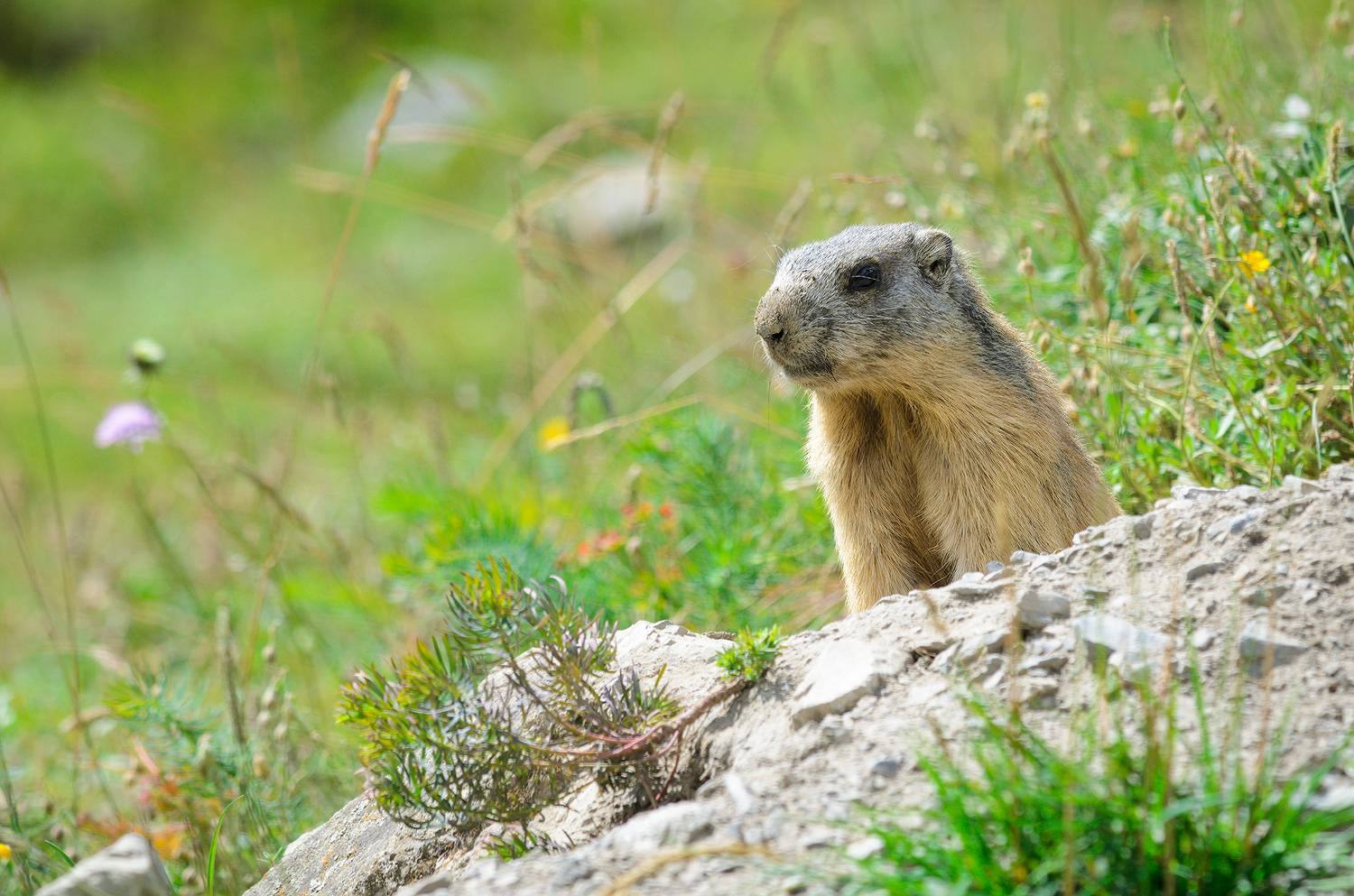 #marmot #сурок, Александр Добыш