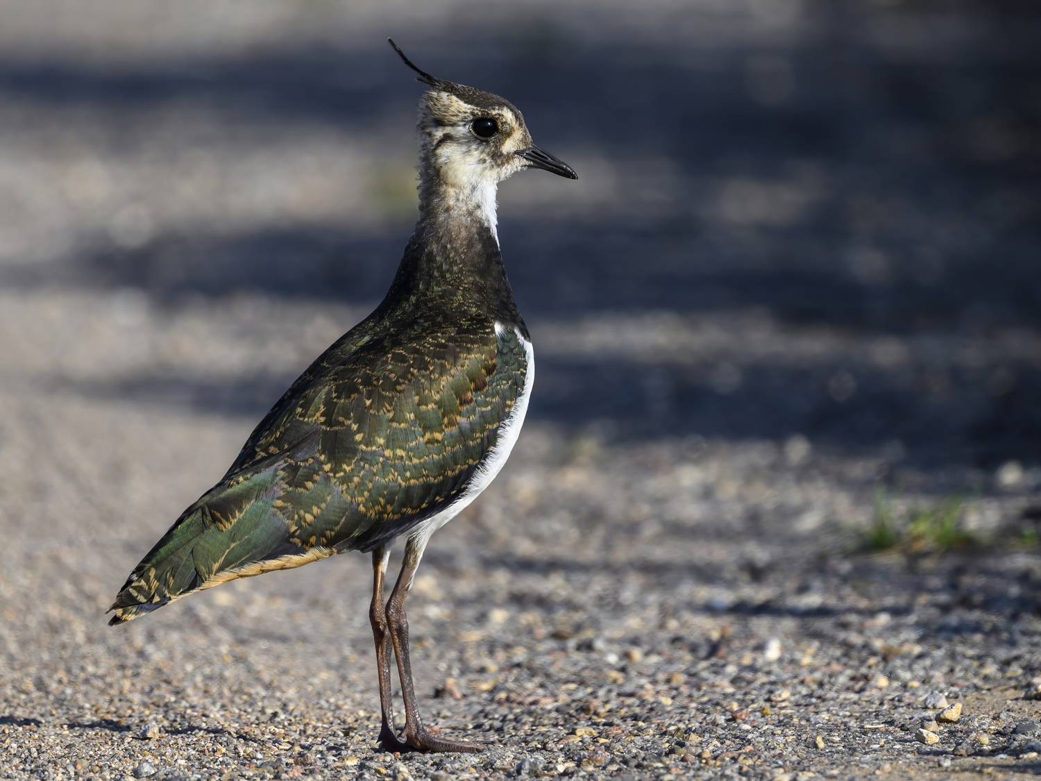 , Пупонин Сергей