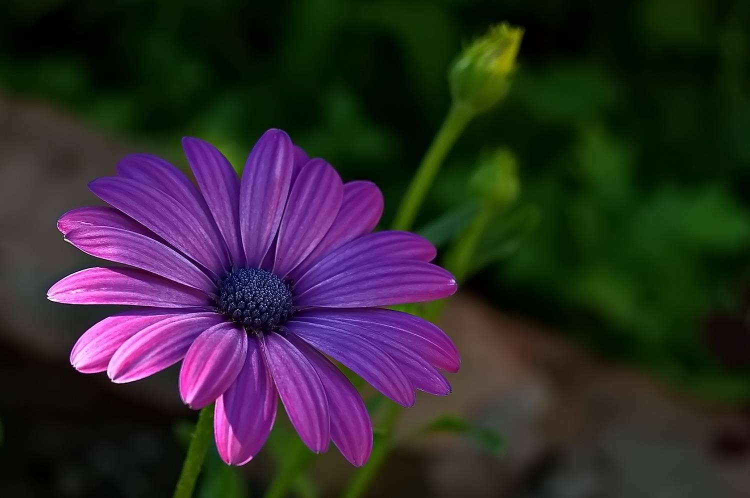 , Николаев Владимир