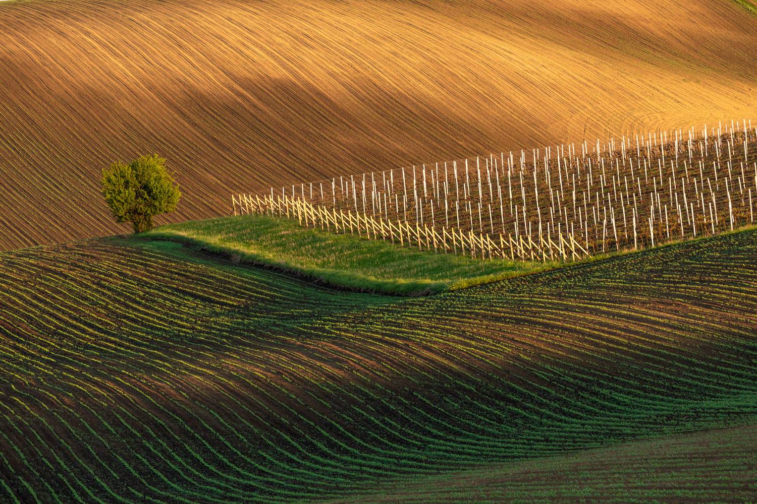 , Евгения Чех