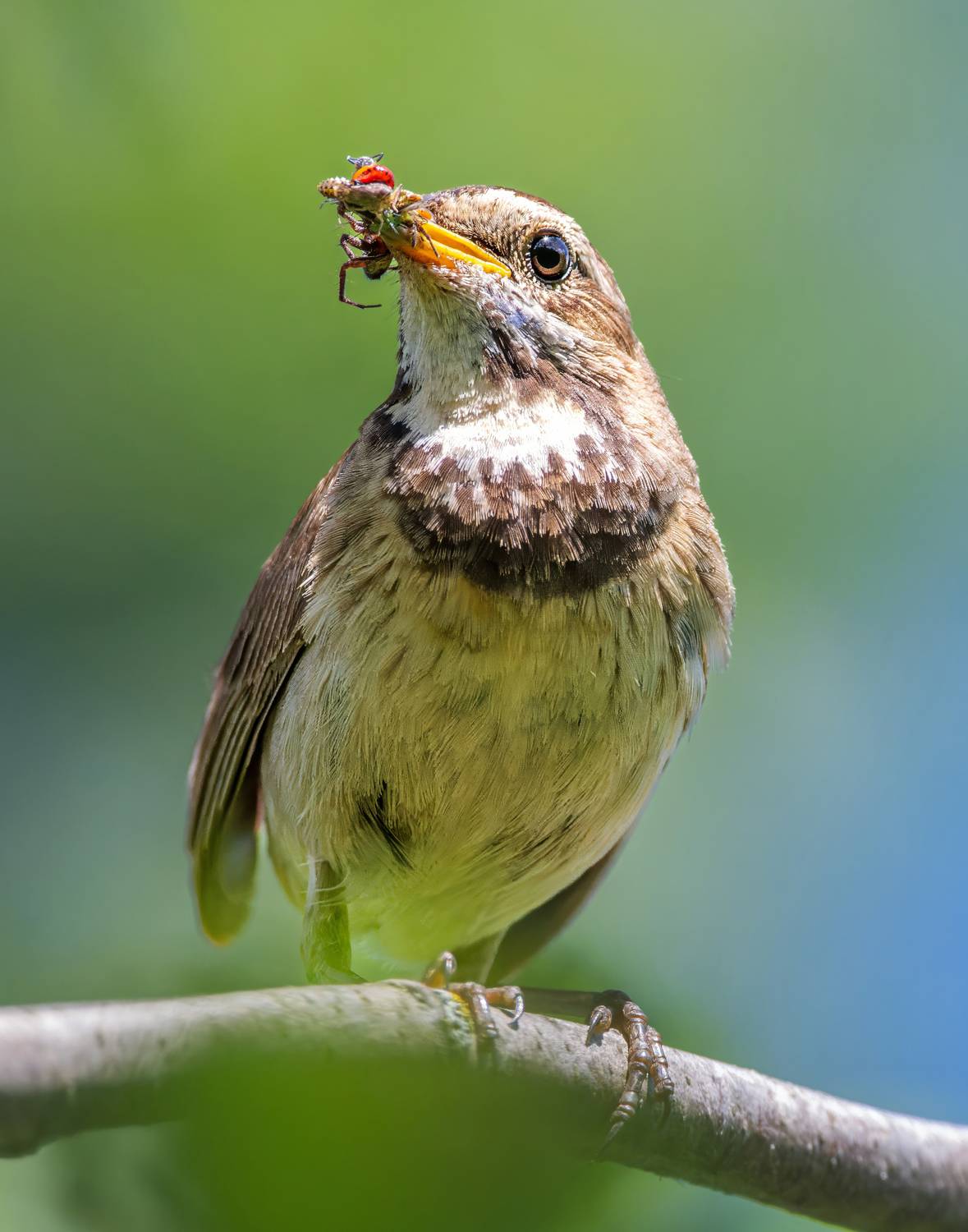 , Дэм Константин