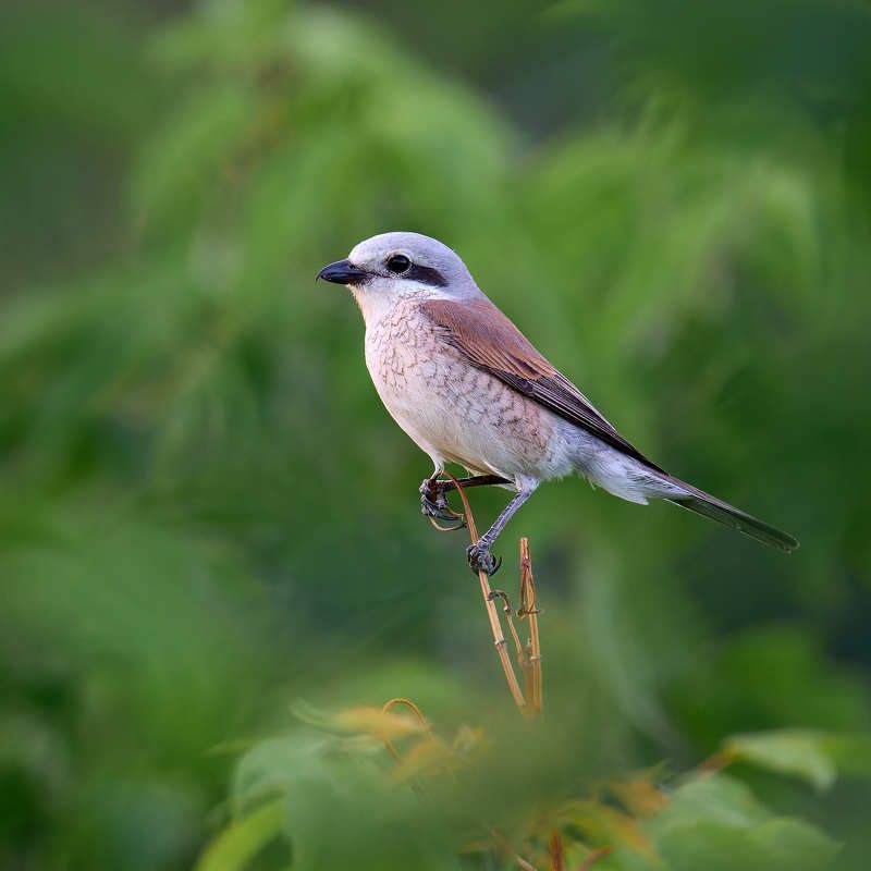 Жулан птица на ветке Жулан высматривает добычу фото превью
