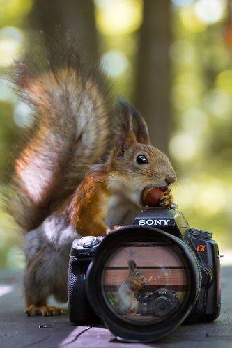 Белка фотограф