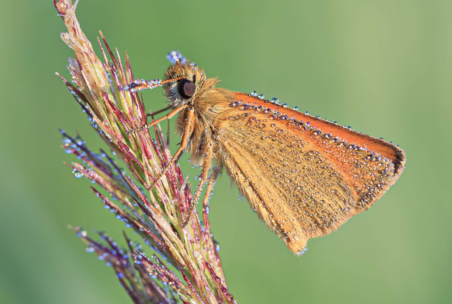 насекомые, бабочка, толстоголовка, утро, роса, лето, Борис Новиков