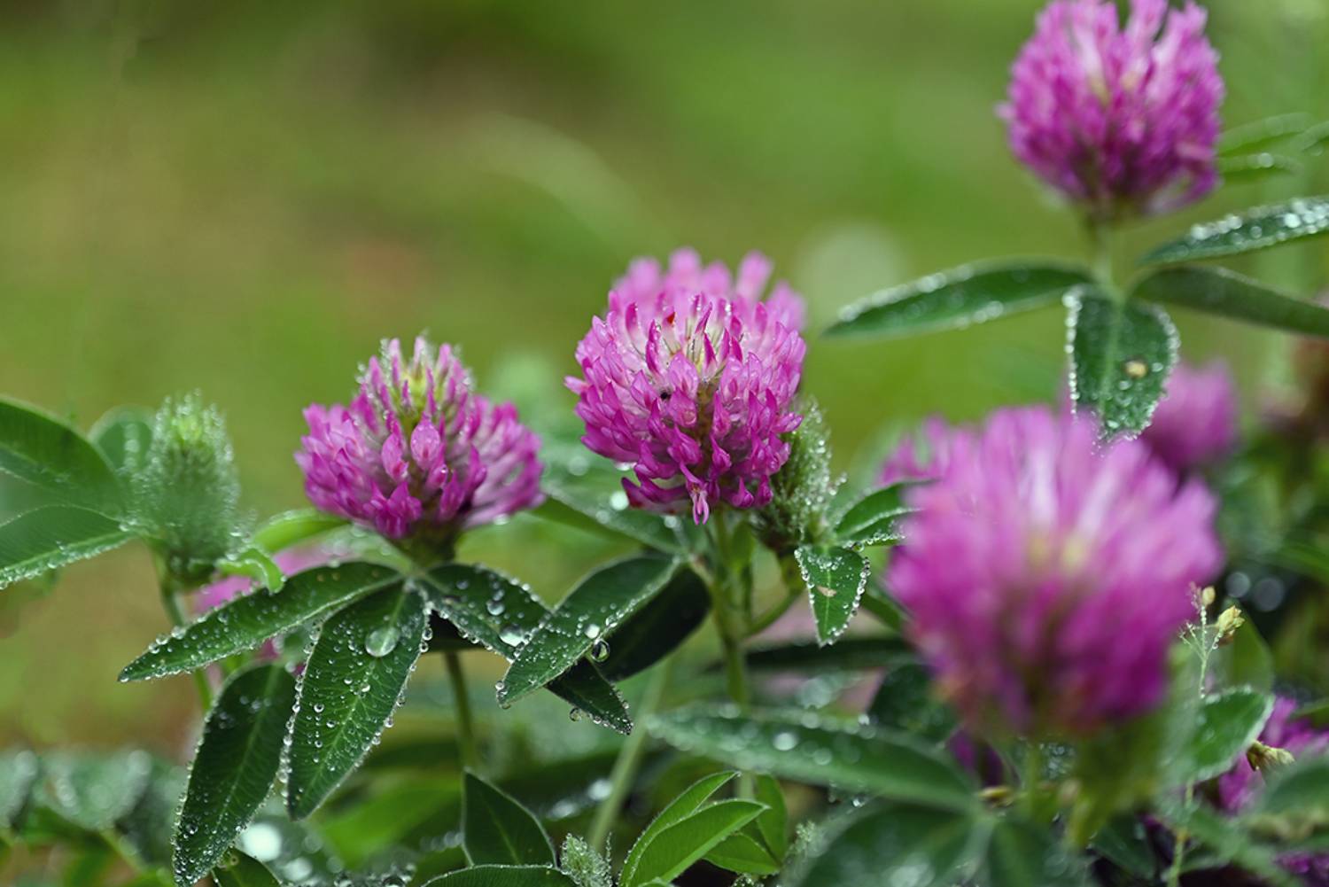 , Калёв Сергей