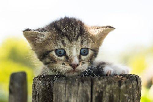 Котёнок на заборе