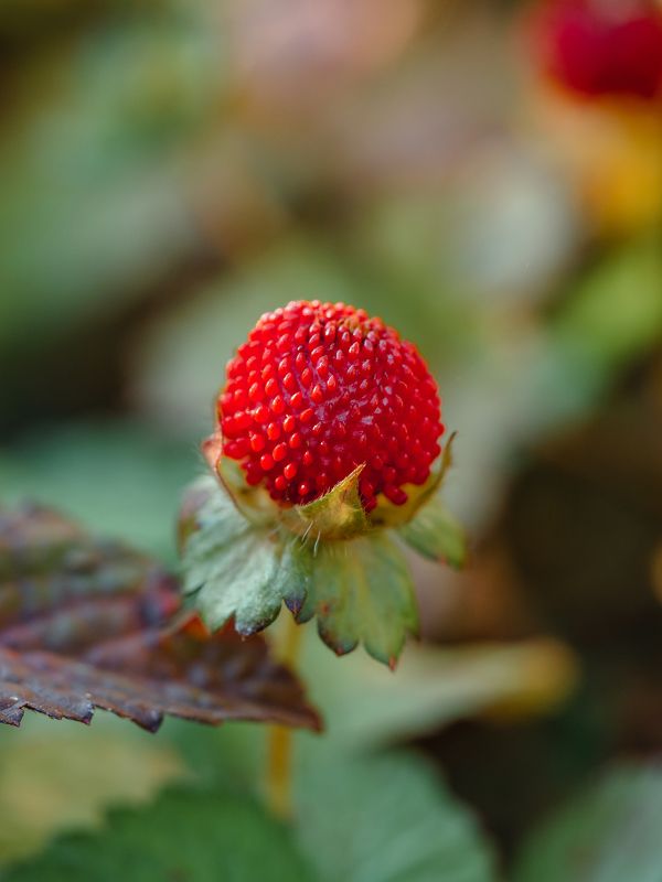 Ложная земляника фото превью
