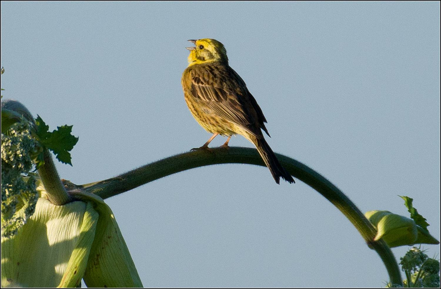 московская область, канстантиново, июнь, птица, АНАТОЛИЙ ДОВЫДЕНКО