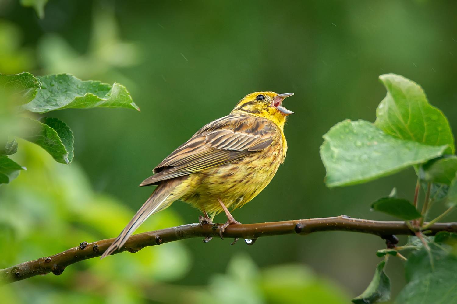 yellowhammer, bird, wildlife, animal, wild, yellow, nature, feather, emberiza citrinella, Корнеев Алексей