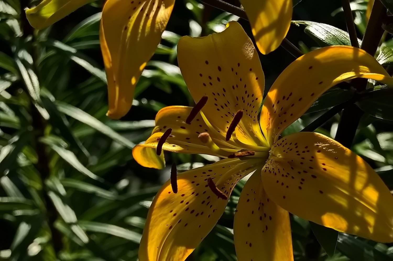 , Николаев Владимир