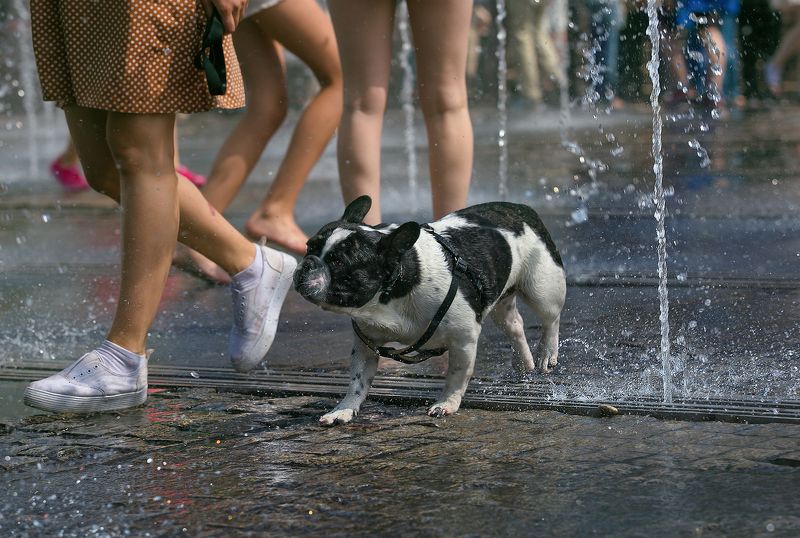городские картинки, лето, фонтаны и собаки, стрит фото Фонтанное настроение фото превью