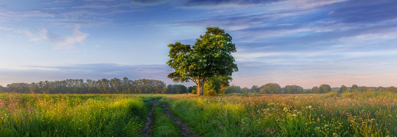 дуб, одинокий, дерево, дорога, проселочная, рассвет, панорама, лето, утро, красота, умиротворение, облака, блики, небо, россия Ленинградская область фото превью