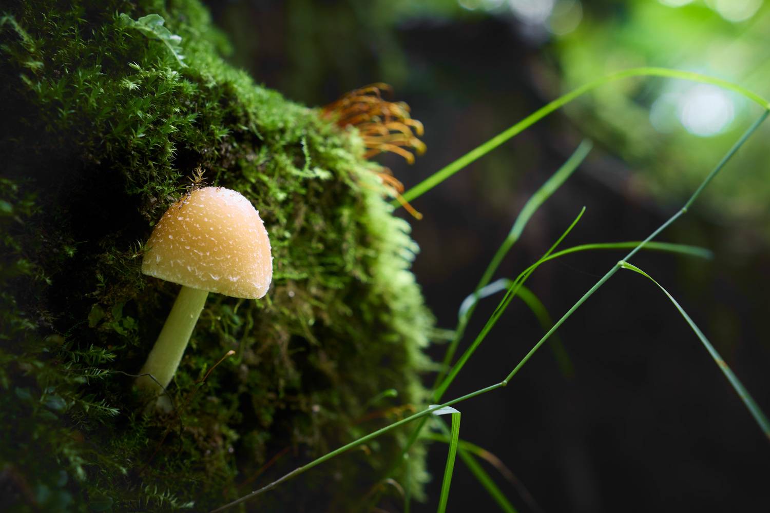 гриб, Валерий Вождаев