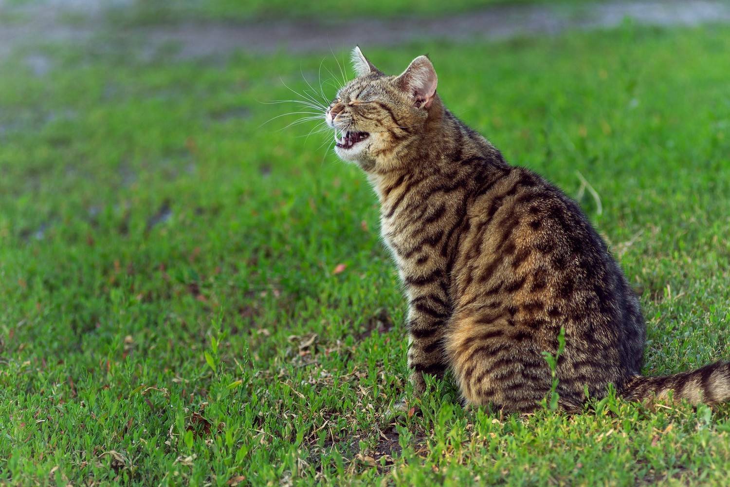 кошка, Александр Канцур