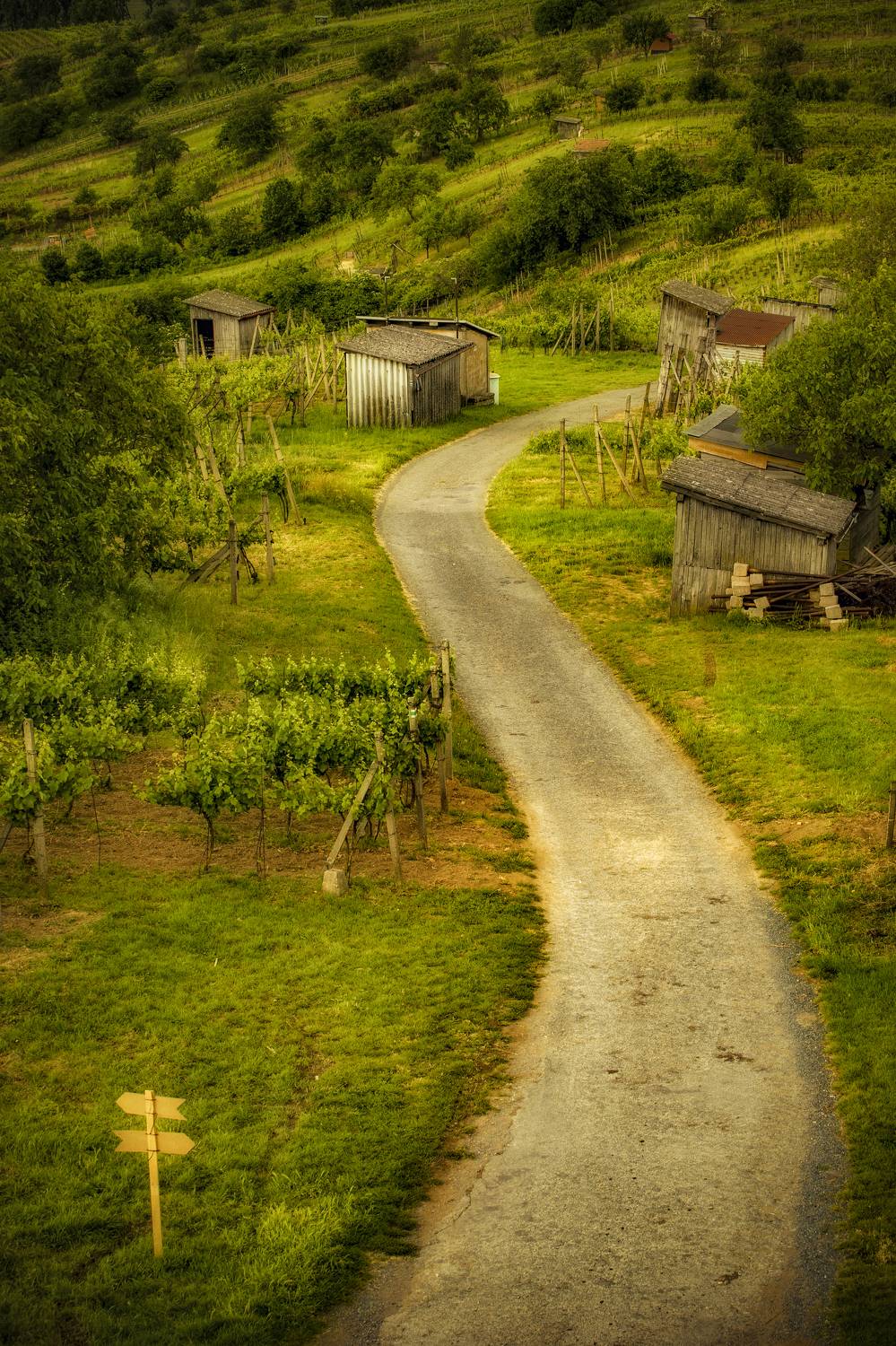 Day, Green, Grass, Nature, Agriculture, Vineyard, Rural, Landscape, Village, Moravia, Hodonin, Mutenice, Damian Cyfka