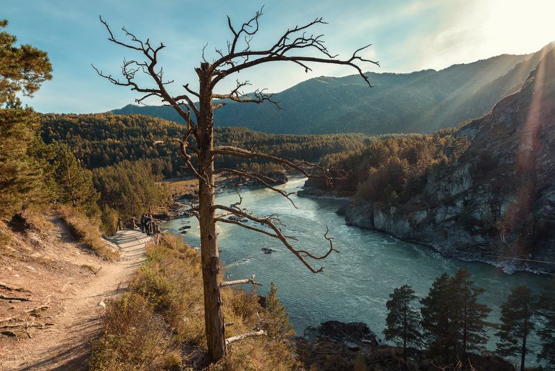 На берегу Катуни фото превью
