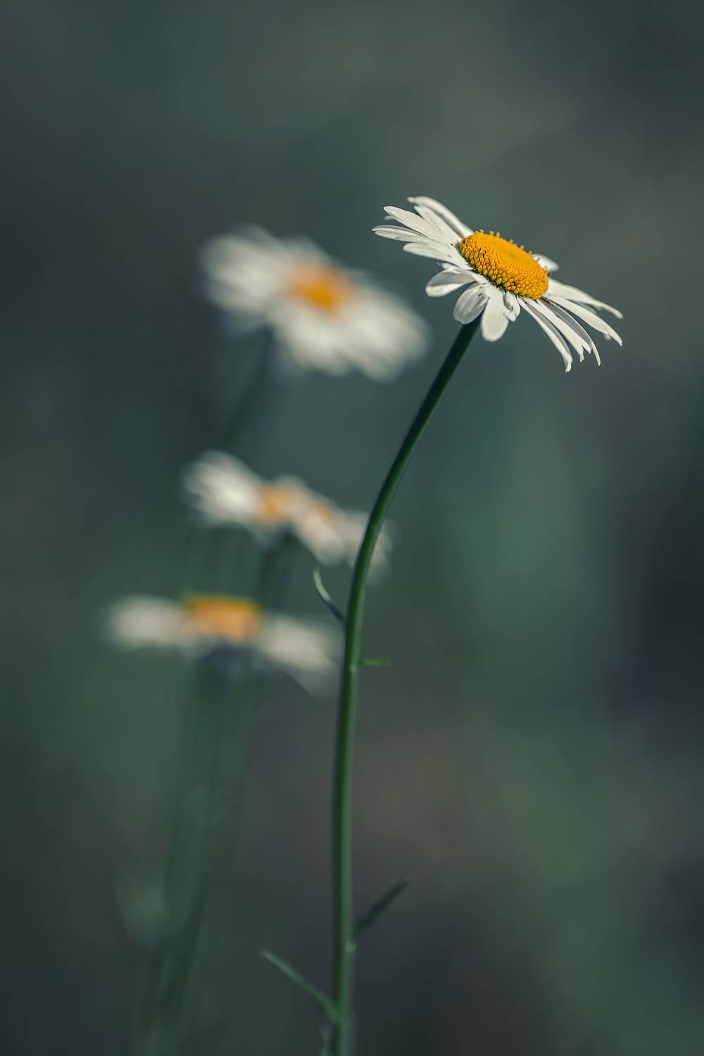 , Рагинская Ольга