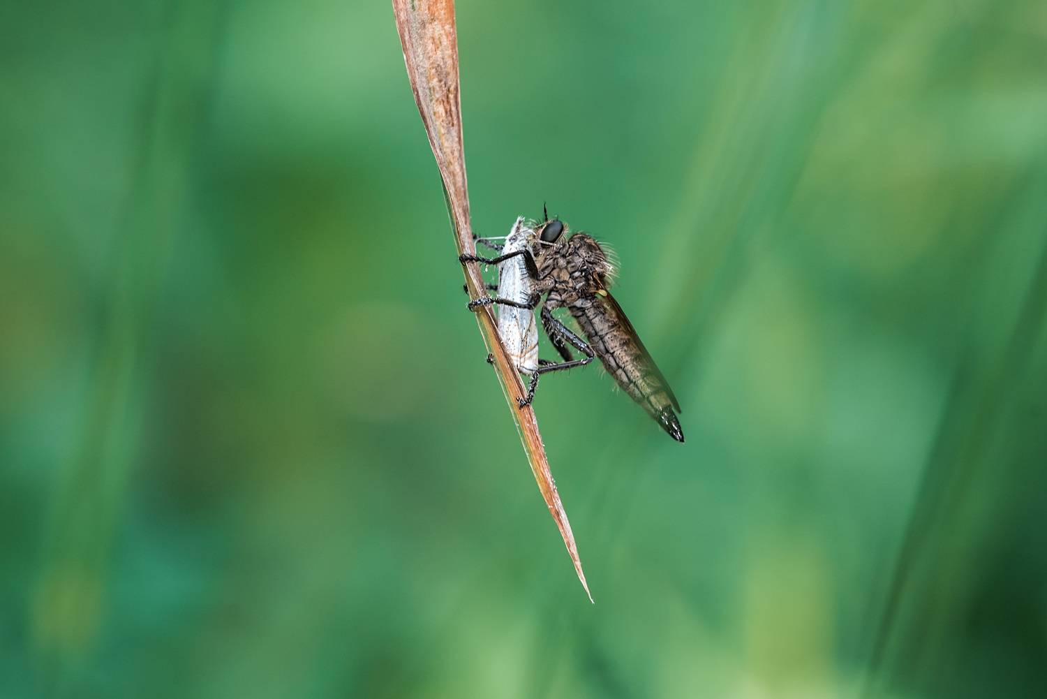 , Рагинская Ольга