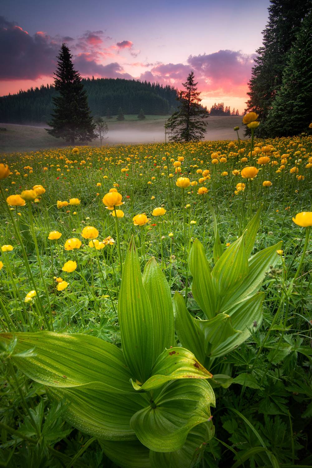 , Mariyana Atanasova - Lucero