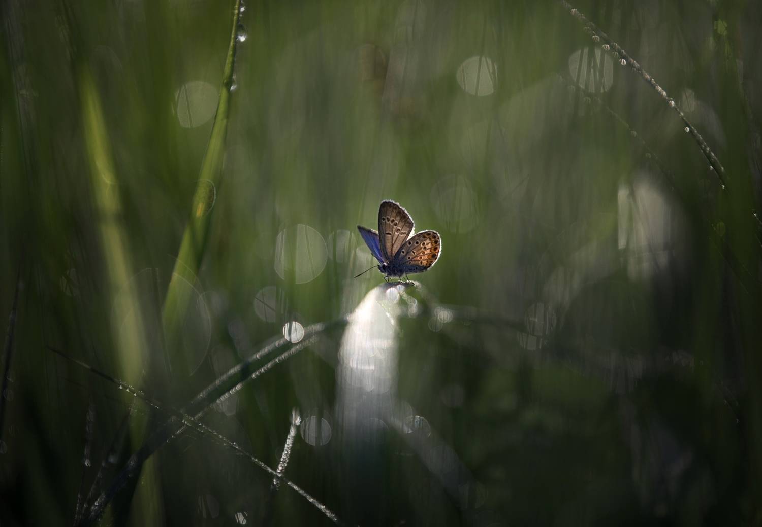 лес, свет, утро, природа, бабочка, Баранов Олег