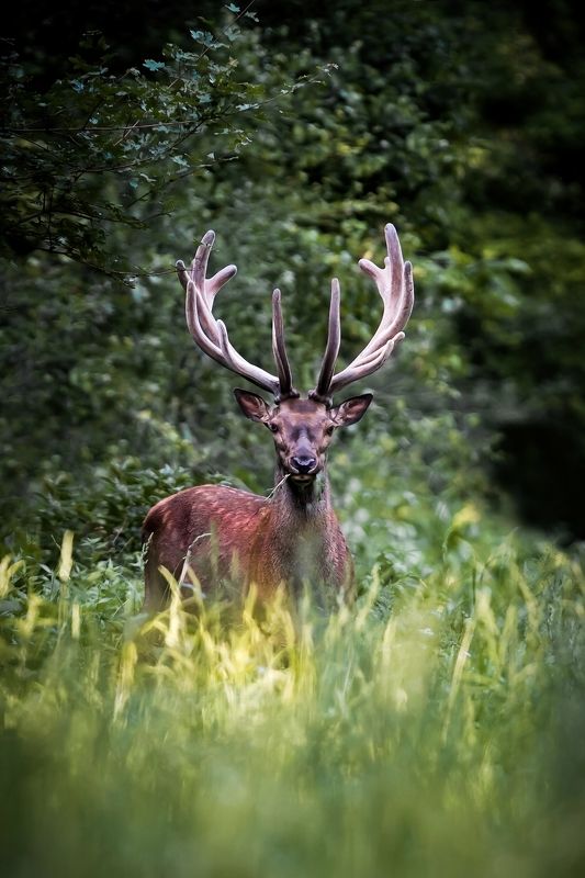 Common Deer фото превью