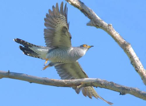 Воздушные выкрутасы
