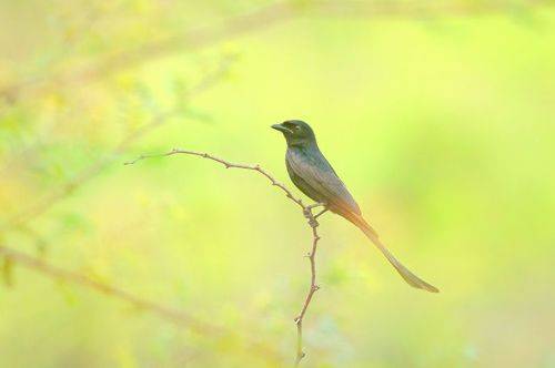 black drongo (Dicrurus macrocercus)