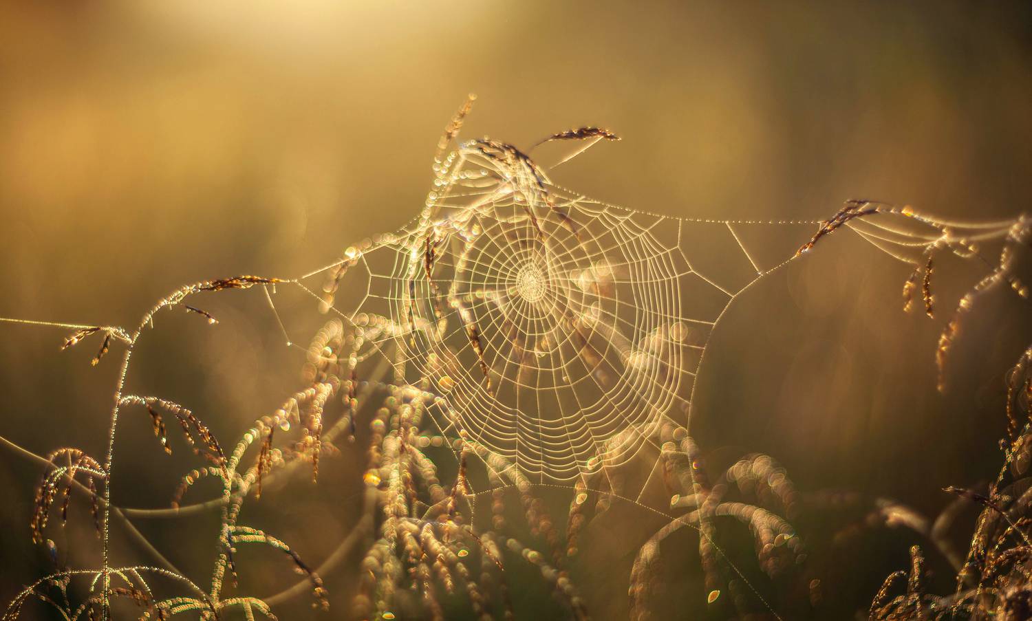 паутинка, Свистков Александр