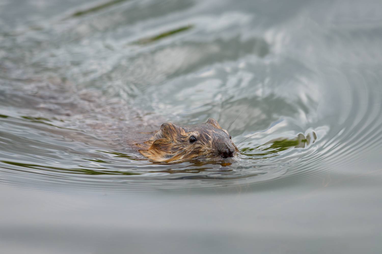 #ондатра, Александр Добыш