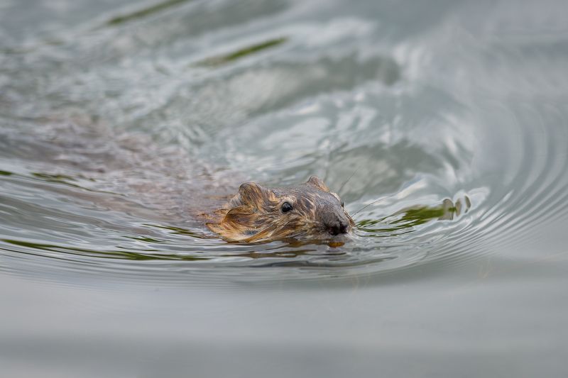 #ондатра Ондатра фото превью