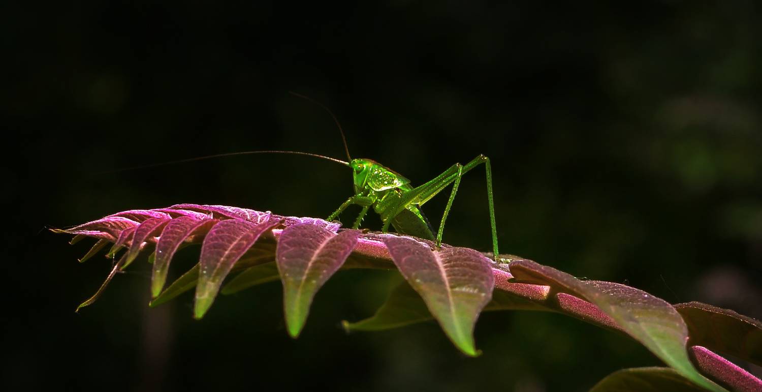 , Сергей Лысенко