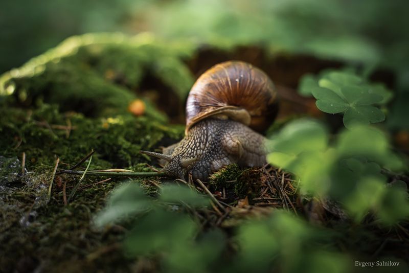 улитки лес лето боке зелень листва Улитки в лесу фото превью