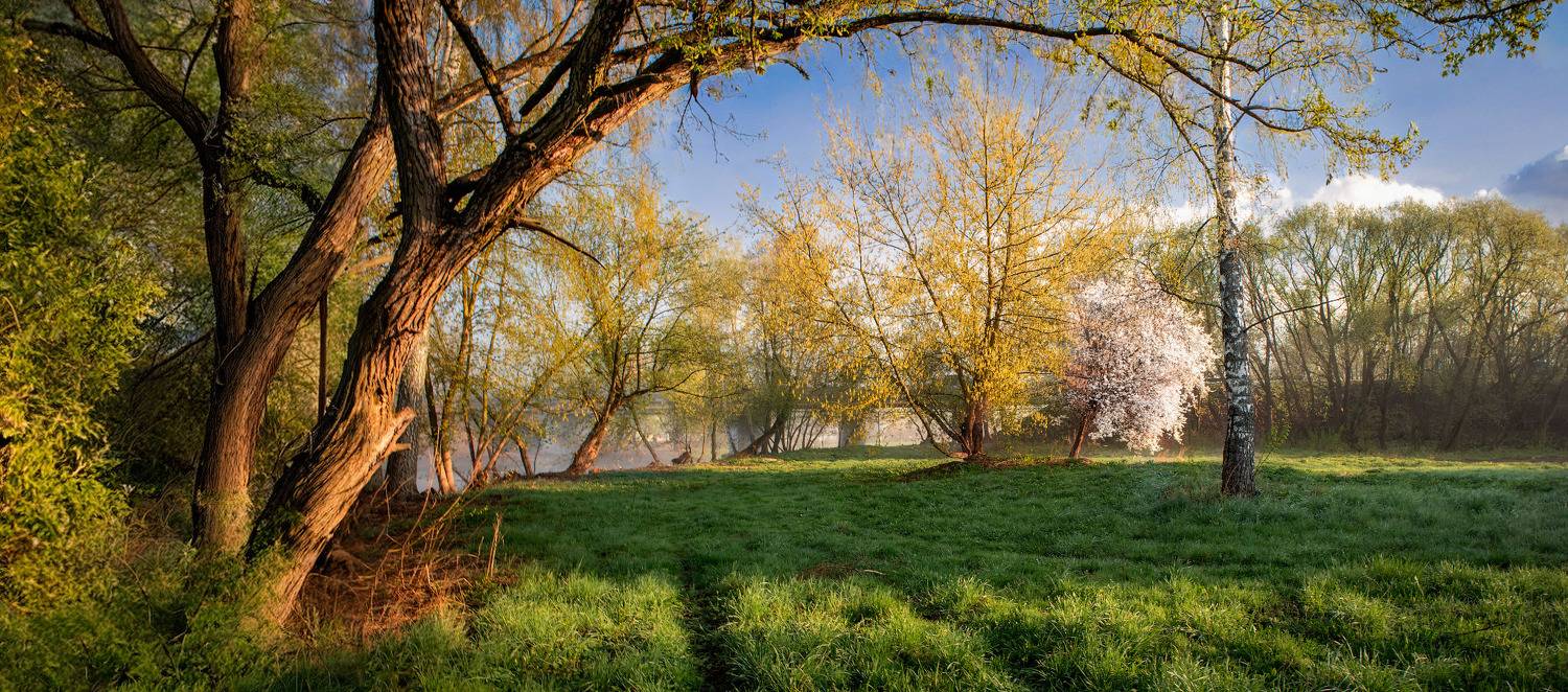 утро, весна, деревья,, Сергей Шабуневич