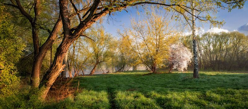 утро, весна, деревья, Весеннее утро фото превью