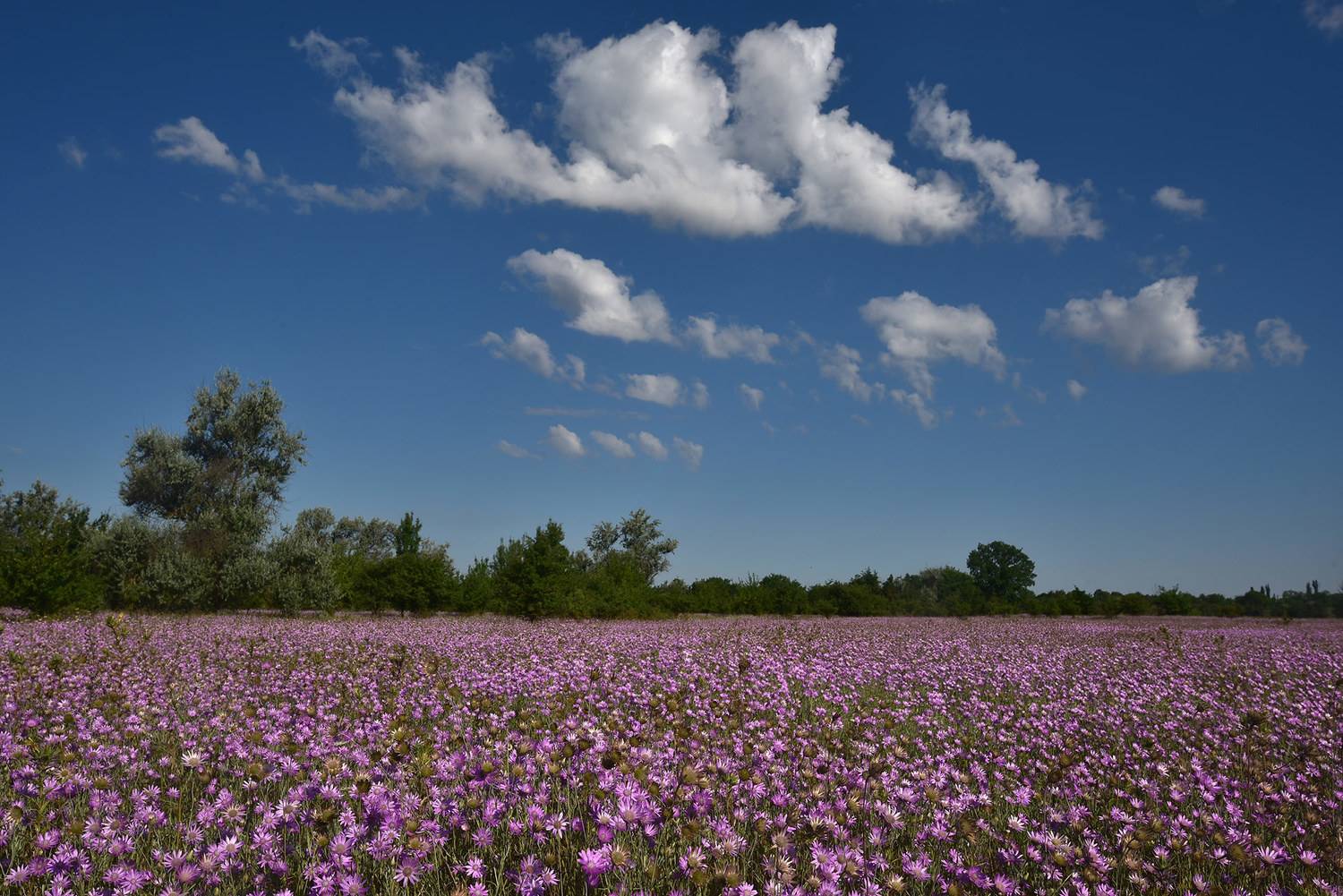 бессмертник, кабардино-балкария, Хасан Журтов