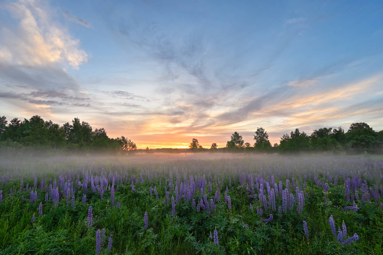 вечер,закат,луг,люпины,цветы,туман,небо,облака,свет, Виталий Полуэктов