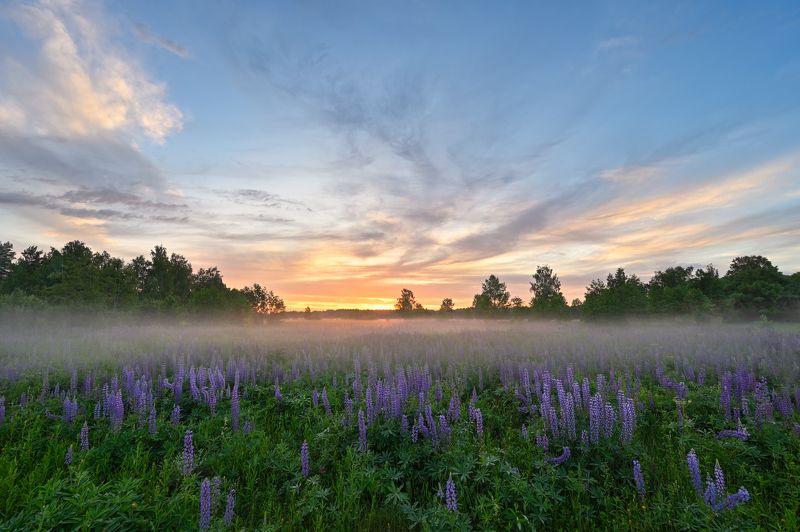 вечер,закат,луг,люпины,цветы,туман,небо,облака,свет когда уходят краски дня фото превью