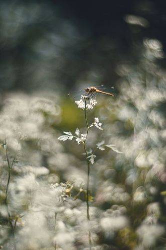 Атмосфера укромного лета.
