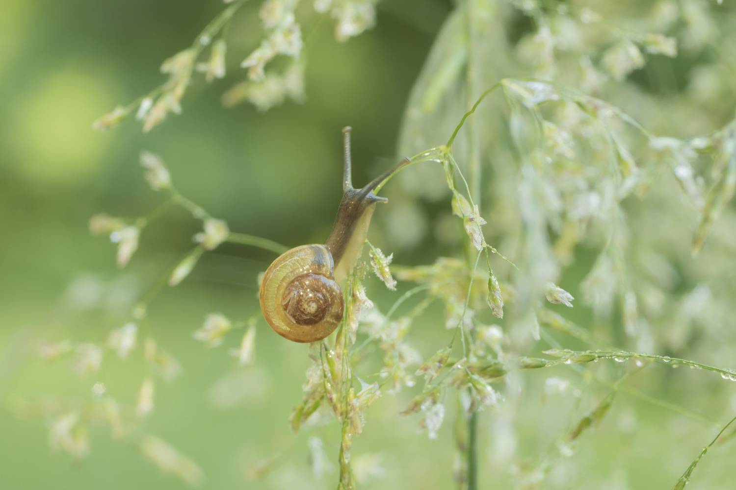 , Ольга Бонина