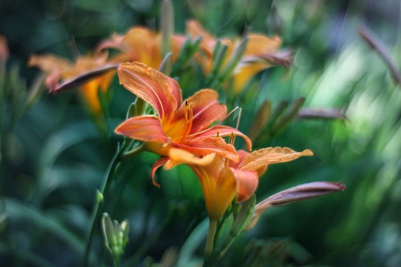 Время лилий .... фото превью