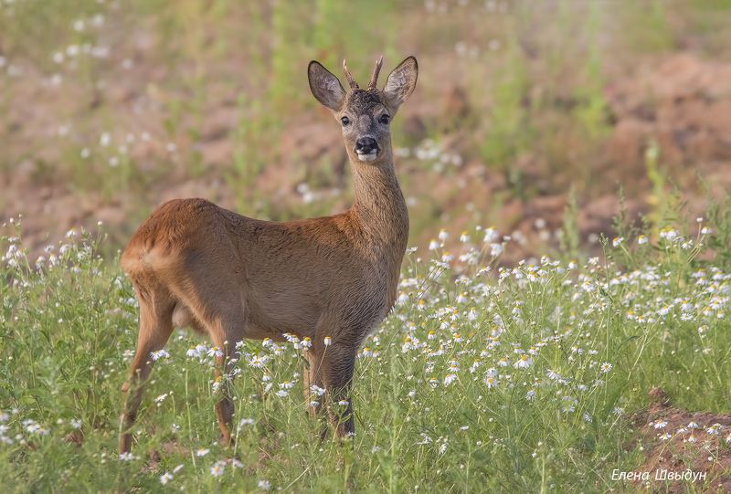 animal, animal wildlife, nature, animals in the wild, косуля, европейская косуля Европейская косуля фото превью