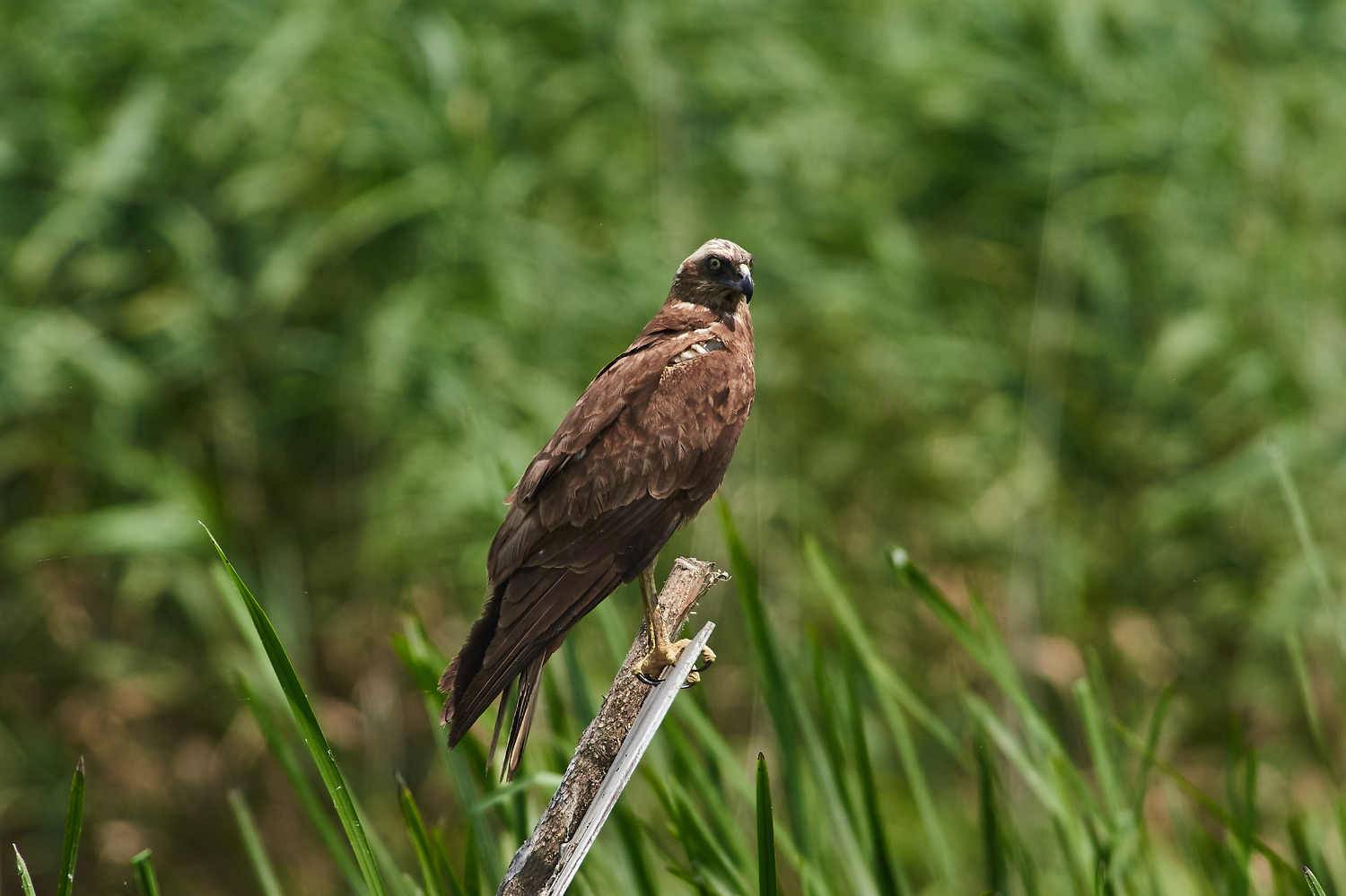 bird, birdswatching, volgograd, russia, wildlife, , Павел Сторчилов